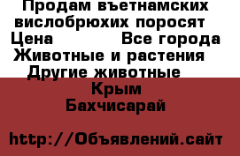 Продам въетнамских вислобрюхих поросят › Цена ­ 2 500 - Все города Животные и растения » Другие животные   . Крым,Бахчисарай